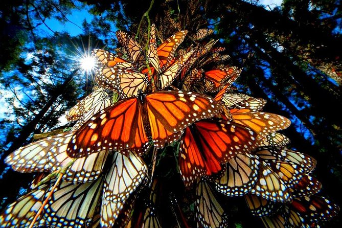 7 Day-Monarch Butterfly Ecofriendly Tour in Mexico - Key points to know before booking