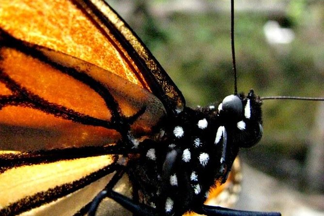 7 Day-Monarch Butterfly Ecofriendly Tour in Mexico - Day 1: A gentle arrival in Mexico City