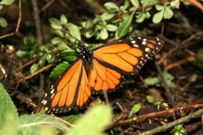 7 Day-Monarch Butterfly Ecofriendly Tour in Mexico