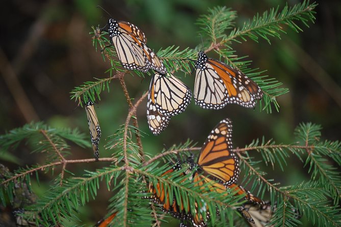 7 Day-Monarch Butterfly Ecofriendly Tour in Mexico - Day 4: Capulin and the Three Governors area