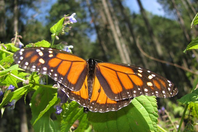 7 Day-Monarch Butterfly Ecofriendly Tour in Mexico - Day 5: A free day beside Valle de Bravo’s lake