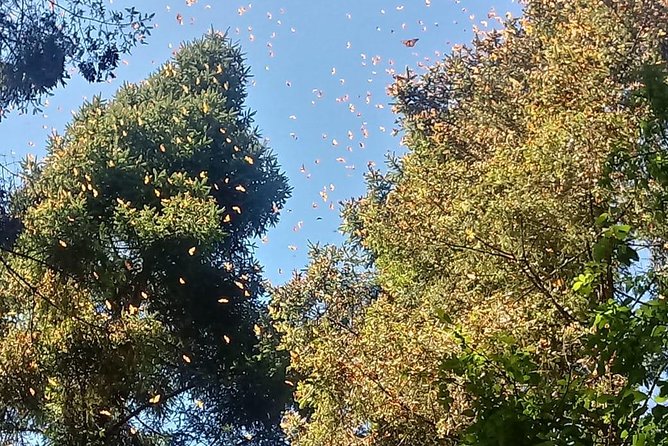 7 Day-Monarch Butterfly Ecofriendly Tour in Mexico - Day 6: Back to Mexico City and the historic center