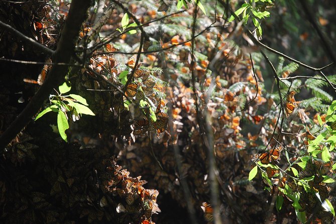 7 Day-Monarch Butterfly Ecofriendly Tour in Mexico - Day 7: Airport transfer and the end of the route