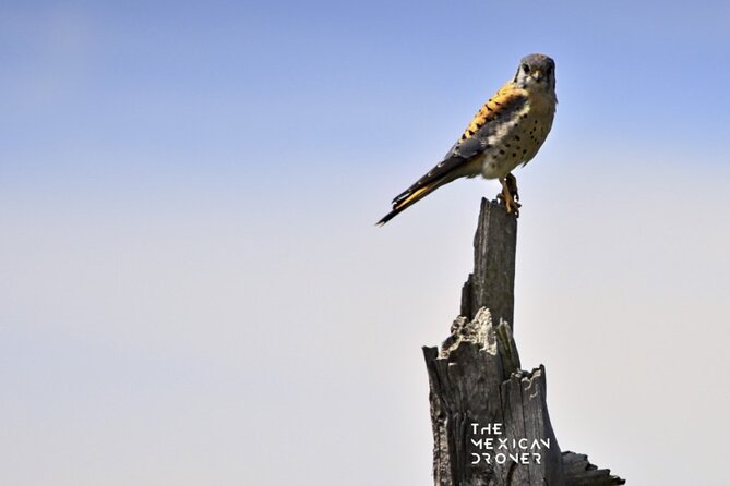 Ajusco Sunrise Hike with Drone photos-highest sunrise in CDMX - Who Will Enjoy This Ajusco Morning