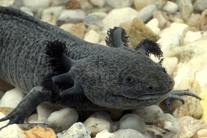 Axolotl Tour from CDMX - Why this axolotl visit feels different