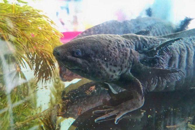 Axolotl Tour from CDMX - The early start from Mexico City