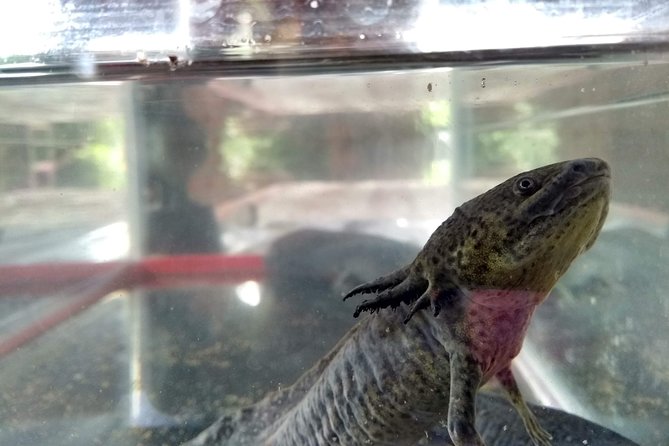 Axolotl Tour from CDMX - Meeting the axolotl family