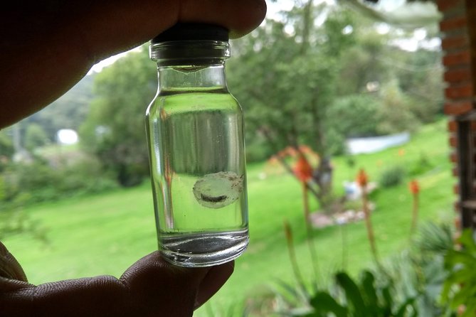 Axolotl Tour from CDMX - Tepotzotlán and time beyond the farm