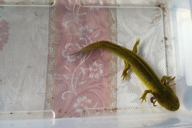 Axolotl Tour from CDMX - Casa Xoloc and the regional breakfast