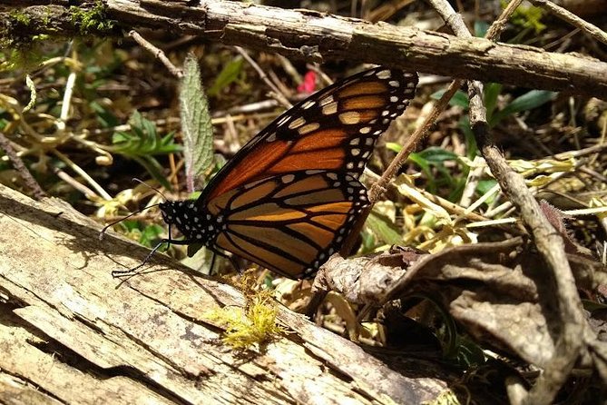 Butterfly Monarch Tour from Mexico City - Why Sierra Chincua is worth the long ride