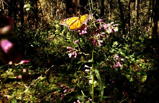 Butterfly Monarch Tour from Mexico City - The monarchs at Sierra Chincua