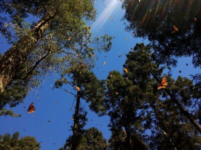 Butterfly Monarch Tour from Mexico City