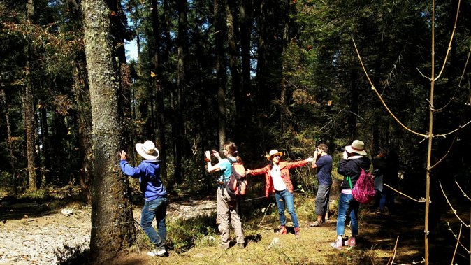 Butterfly Monarch Tour from Mexico City - Who should book this experience
