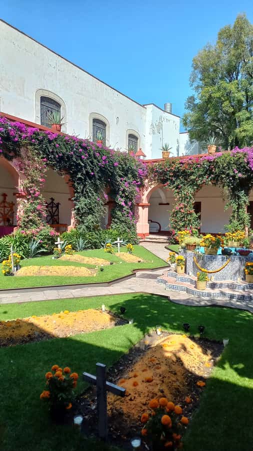 Coyoacan, history and life in a magical neighborhood - Why this Coyoacán walk feels different