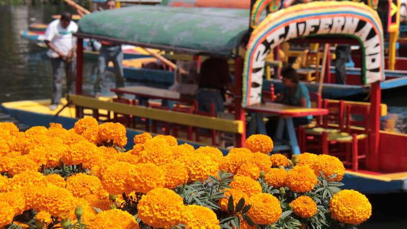 Discover Xochimilco and Coyoacán: Tradition, Music, Culture - Three-course lunch in Coyoacán