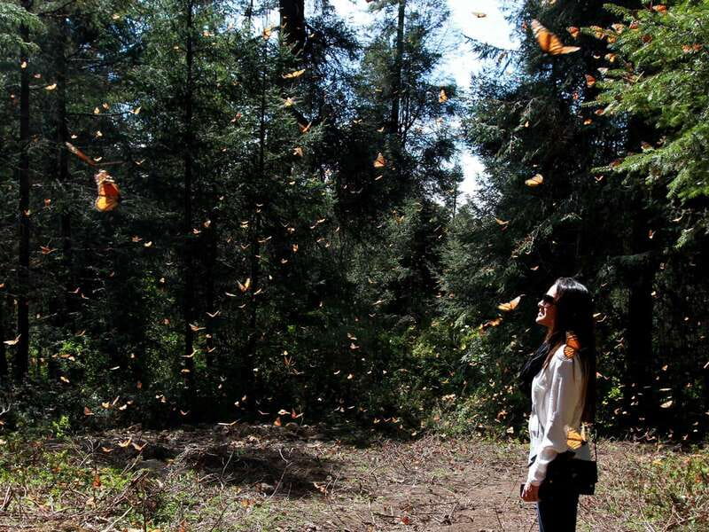 From Mexico City: 7-Day Monarch Butterfly Tour - Why this butterfly trip is different