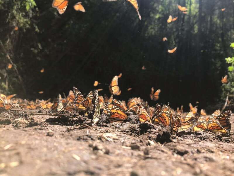 From Mexico City: 7-Day Monarch Butterfly Tour - Day 3: Reaching Piedra Herrada by horse
