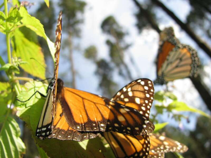 From Mexico City: 7-Day Monarch Butterfly Tour - Day 5: Your free day beside Valle de Bravo Lake