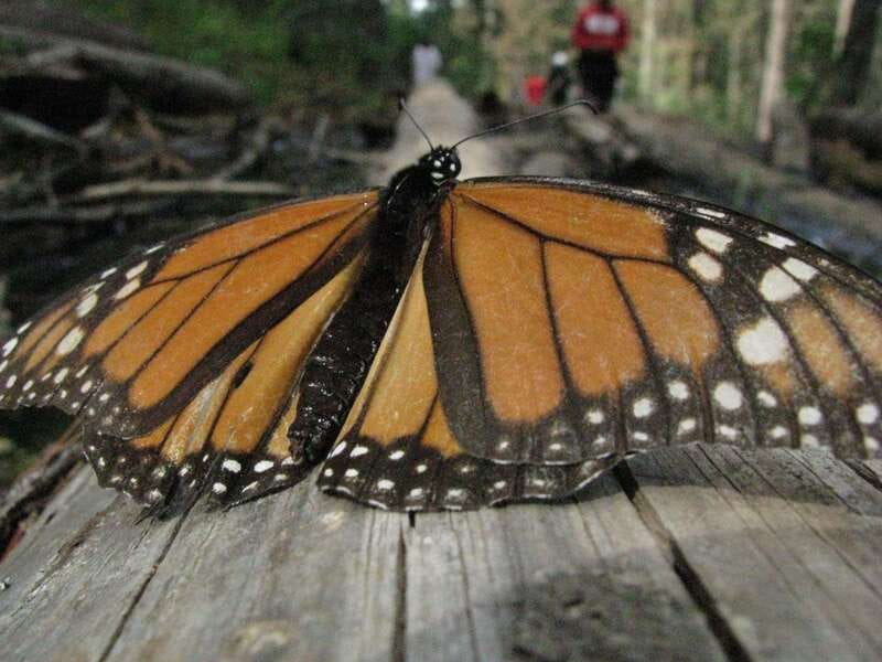From Mexico City: 7-Day Monarch Butterfly Tour - Day 6: Back to Mexico City