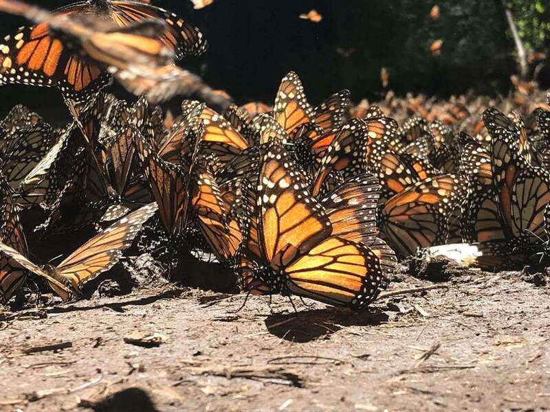 From Mexico City: 7-Day Monarch Butterfly Tour - What the $2,295 price covers