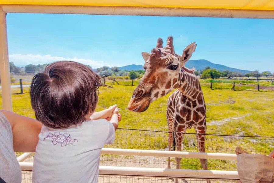From Mexico City: Teotihuacan Tour & Reino Animal For Kids - Walking through Teotihuacan with stories for children