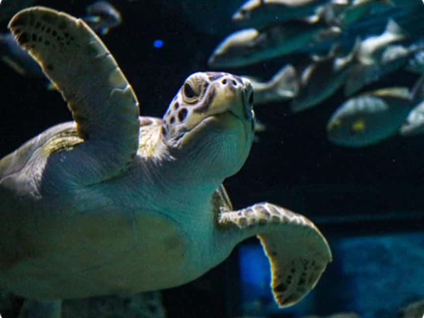 Mexico City: Entry Ticket to Acuario Michin - Key points to know before you go