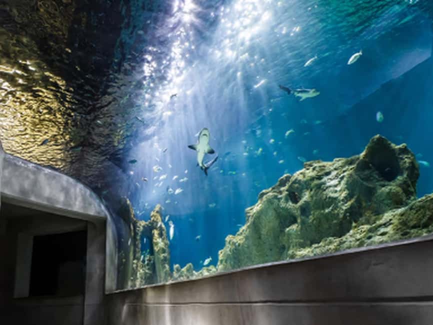 Mexico City: Entry Ticket to Acuario Michin - What your Acuario Michin day looks like