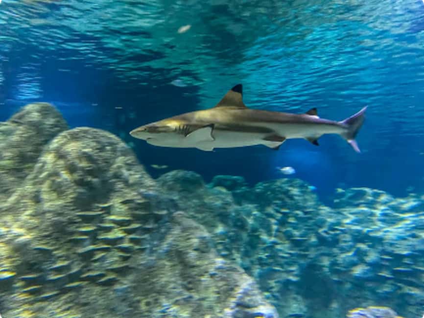 Mexico City: Entry Ticket to Acuario Michin - Practical rules that shape the visit