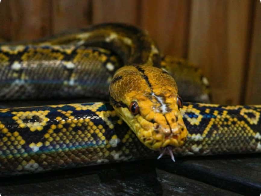 Mexico City: Entry Ticket to Acuario Michin - Who should book Acuario Michin?