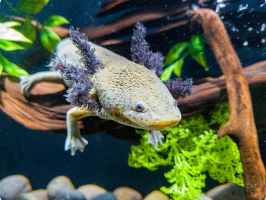 Mexico City: Entry Ticket to Acuario Michin - Marine life, freshwater species, and reptiles