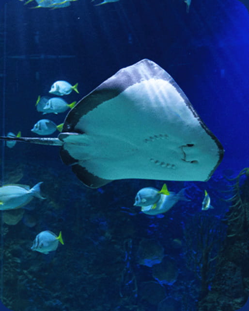 Mexico City: Fast Pass Ticket to Acuarium Inbursa - Key points to know before you go