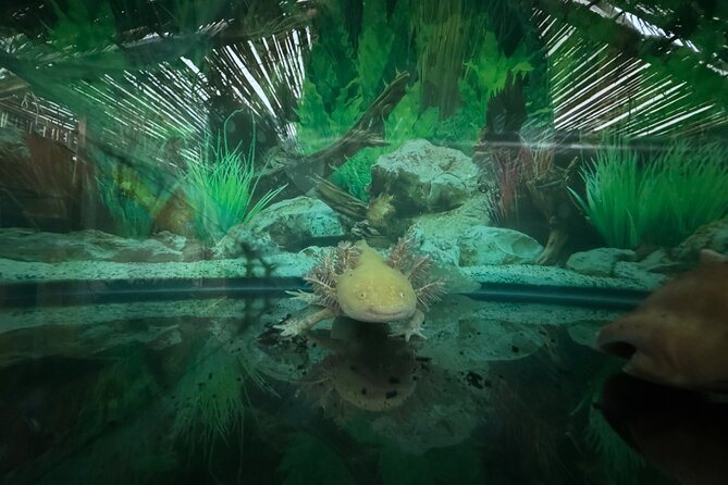 Mexico City Get to know Xochimilco and the axolotl sanctuary - Alan’s storytelling and the role of Adrian