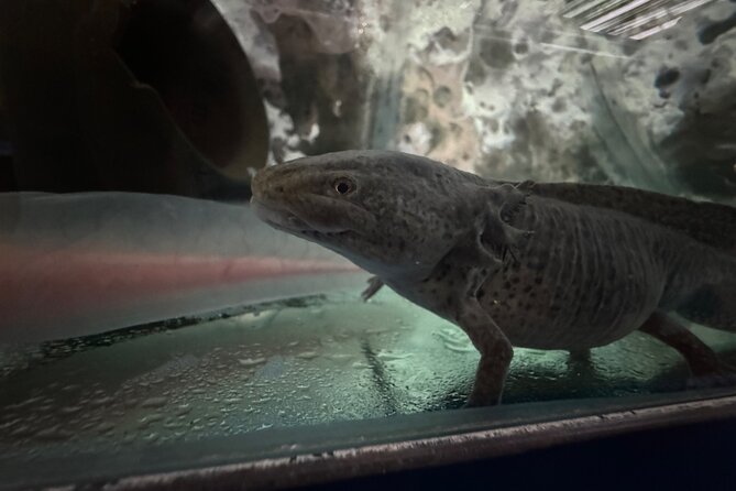 Mexico City Get to know Xochimilco and the axolotl sanctuary - Food, tastings, and the social side