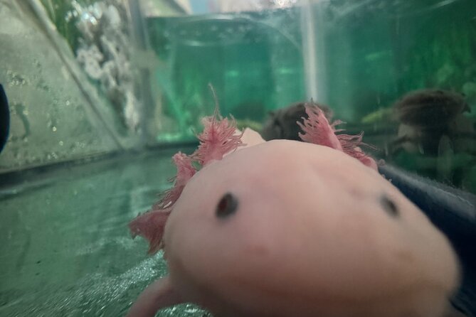 Mexico City Get to know Xochimilco and the axolotl sanctuary - Is $110.45 good value?