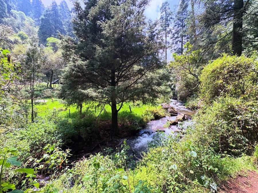 Mexico City: Guided Hike in the Dinamos Forest - From Condesa to the forest in one morning