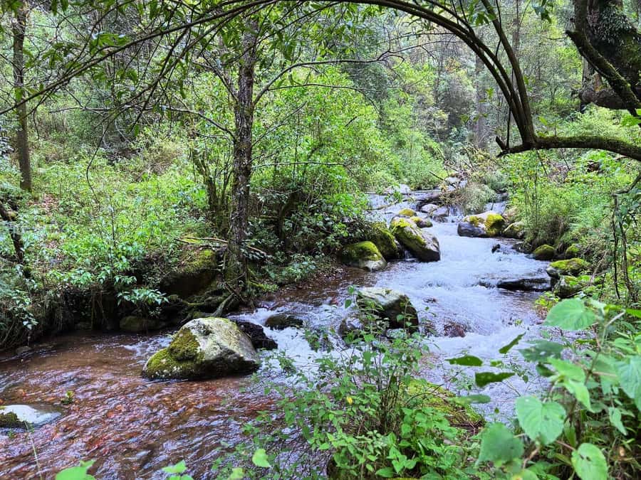 Mexico City: Guided Hike in the Dinamos Forest - Oyamel trees, forest color, and the rocks that drink water