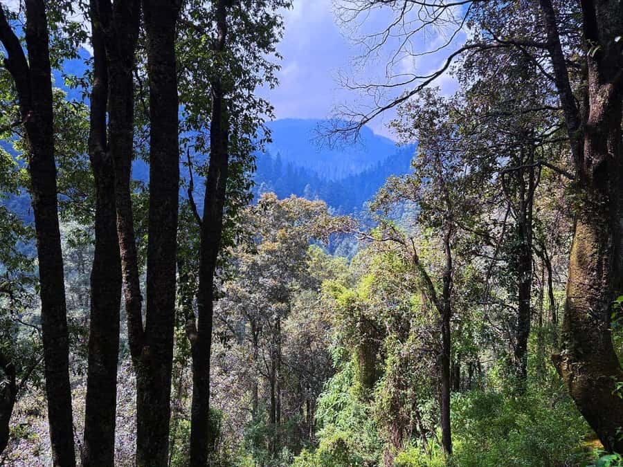 Mexico City: Guided Hike in the Dinamos Forest - The guide makes the difference