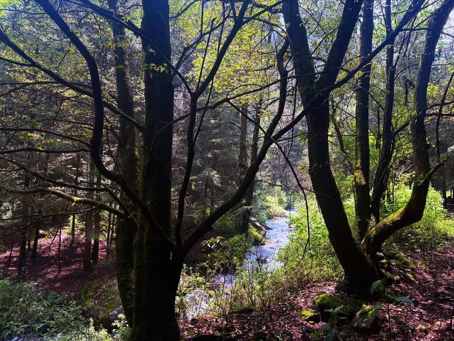 Mexico City: Guided Hike in the Dinamos Forest - Is $105 a fair price?