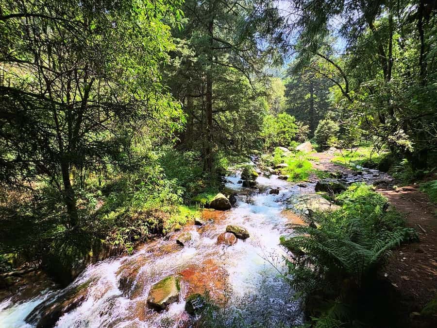 Mexico City: Guided Hike in the Dinamos Forest - What to bring and how to prepare