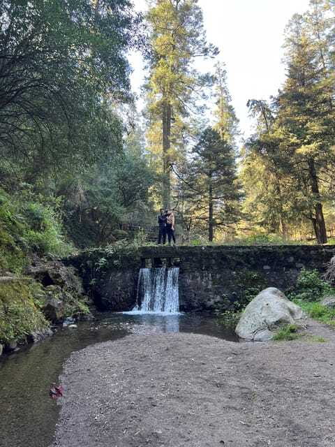 Mexico city: Hiking tour to Desierto de los leones - The Return Trail Through the Trees