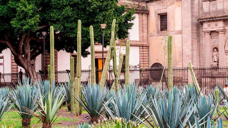 Mexico City: Historic Downtown Walking Tour - Timing, walking, and comfort