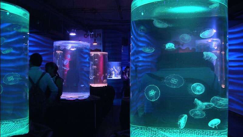 Mexico City: Inbursa Aquarium optional Round trip transfer - What makes Inbursa Aquarium different