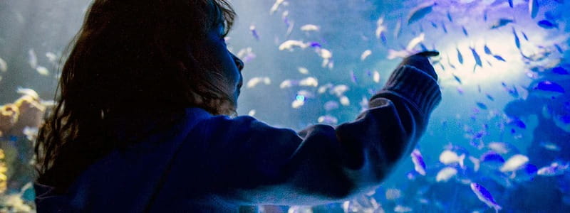 Mexico City: Inbursa Aquarium optional Round trip transfer - Descending to the ship and storm displays