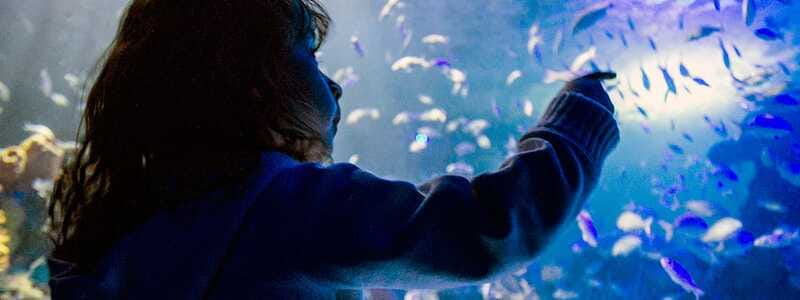 Mexico City: Inbursa Aquarium optional Round trip transfer - How much time you really get inside