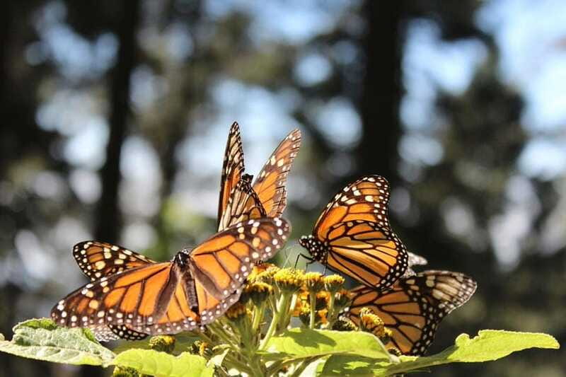Mexico City: Monarch Butterflies, Sierra Chincua & Angangueo - Practical advice for a smoother day