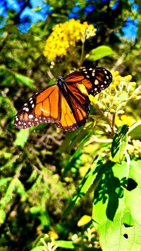 Mexico City: Monarch Butterfly Sanctuary Day Tour - Why the monarch sanctuary matters