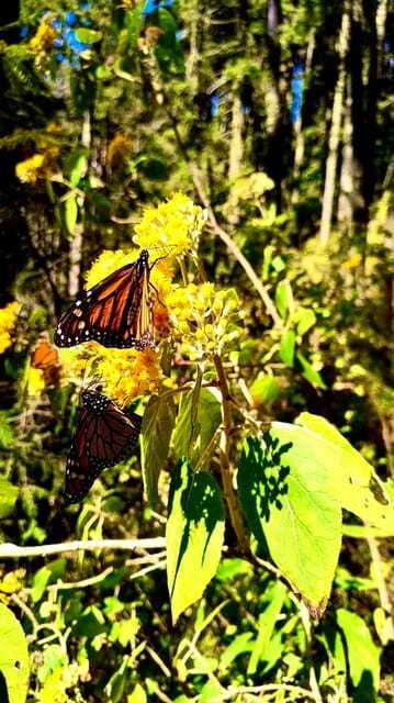 Mexico City: Monarch Butterfly Sanctuary Day Tour - Should you book the Sierra Chincua tour?