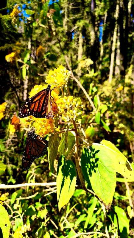 Mexico City: Monarch Butterfly Sanctuary Day Tour - The long road from Mexico City to Michoacán
