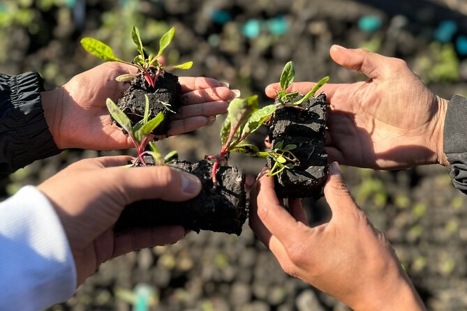 Mexico City: Xochimilco at sunrise + Breakfast and transportation - Returning to daylight and city life