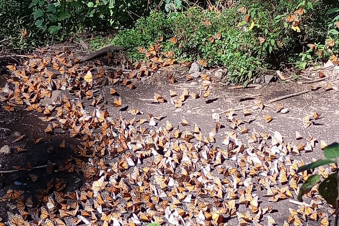 Monarch Butterflies El Rosario Preserve from Mexico City - Key points to know before booking
